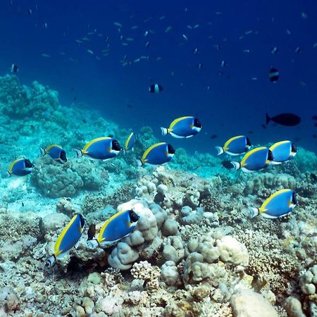 فندق أوشن فيليدج مالديفز Holhudhoo المظهر الخارجي الصورة
