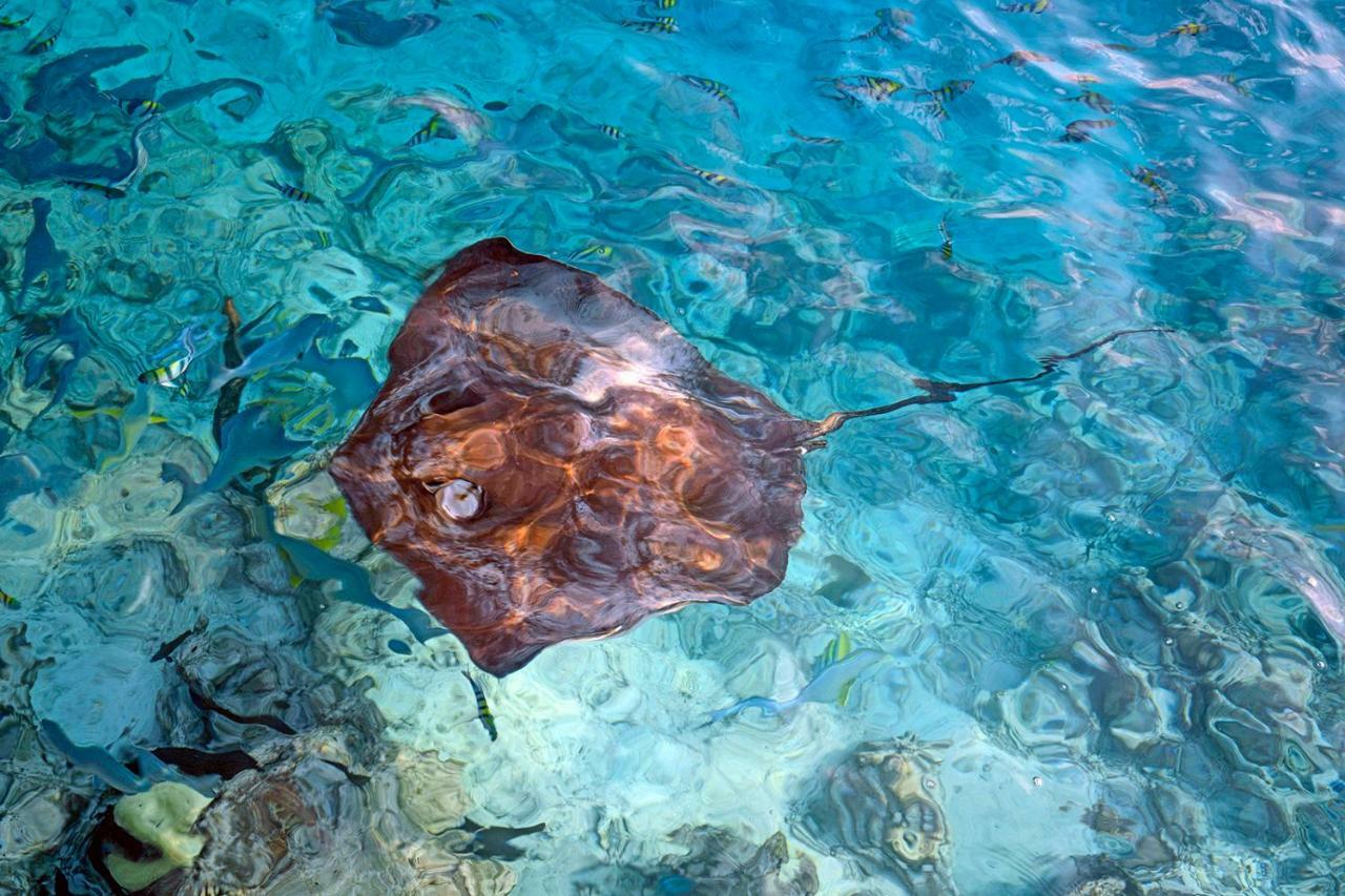فندق أوشن فيليدج مالديفز Holhudhoo المظهر الخارجي الصورة