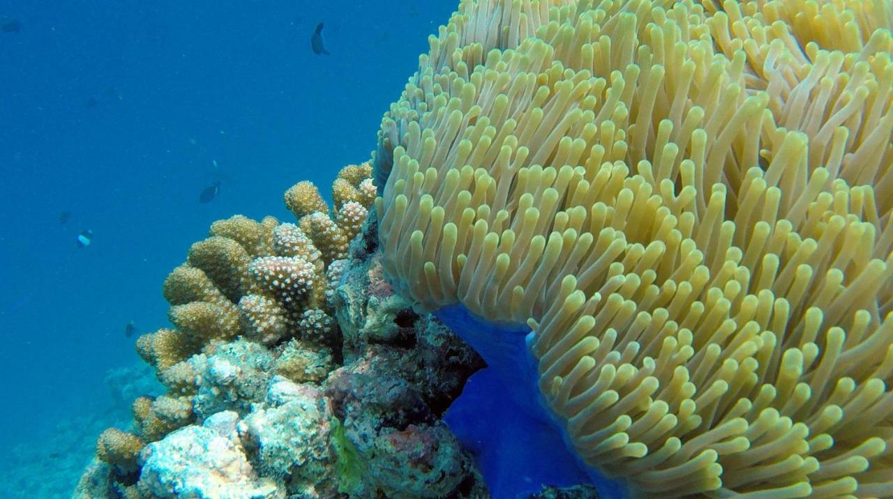 فندق أوشن فيليدج مالديفز Holhudhoo المظهر الخارجي الصورة