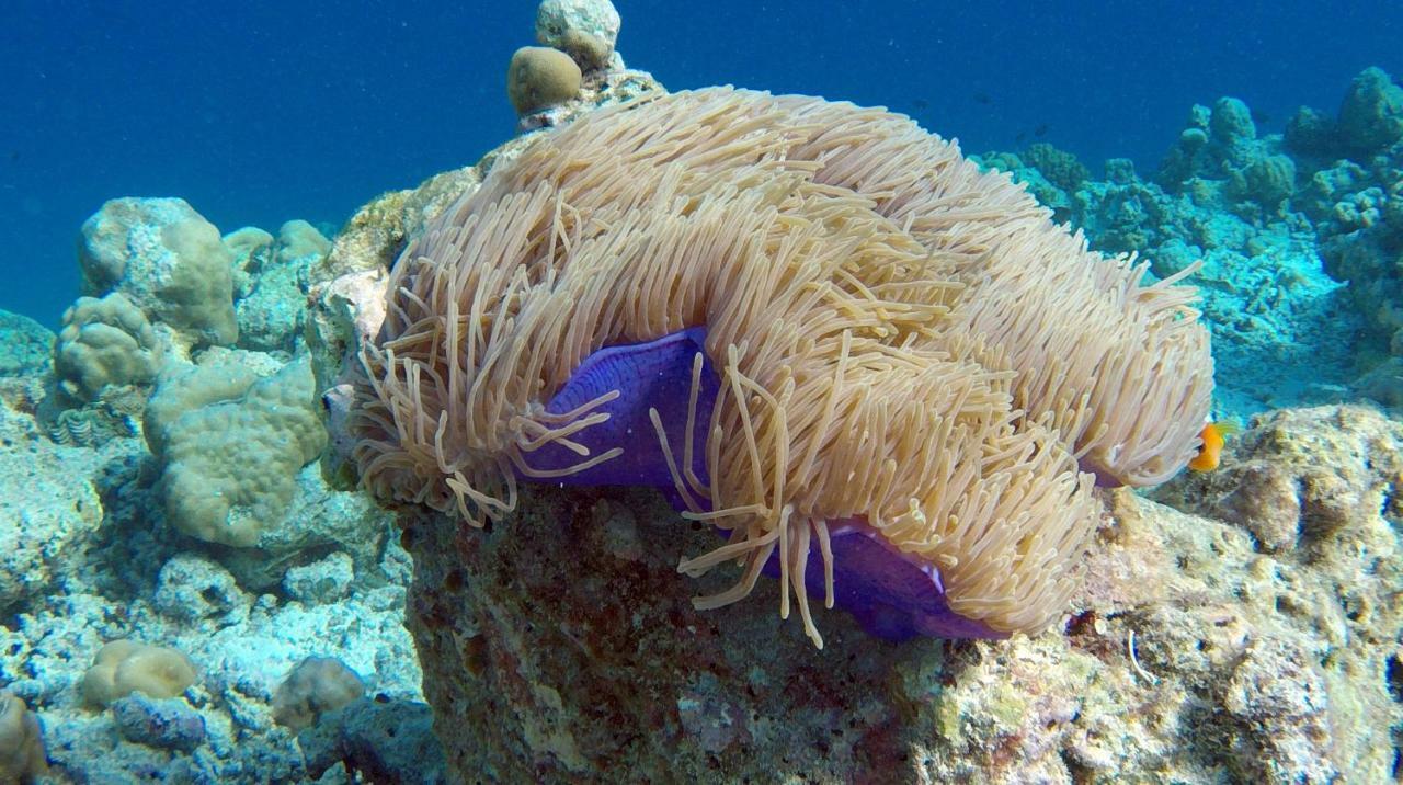 فندق أوشن فيليدج مالديفز Holhudhoo المظهر الخارجي الصورة